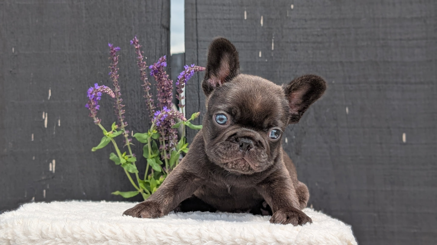 FRENCH BULLDOG (APR 24) MALES