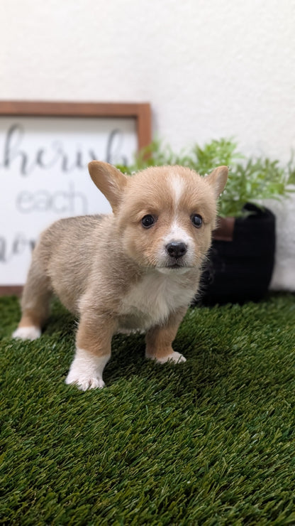 CORGI (07/10) MALE
