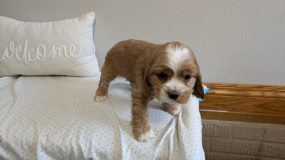 COCKER SPANIEL (02/14) MALE