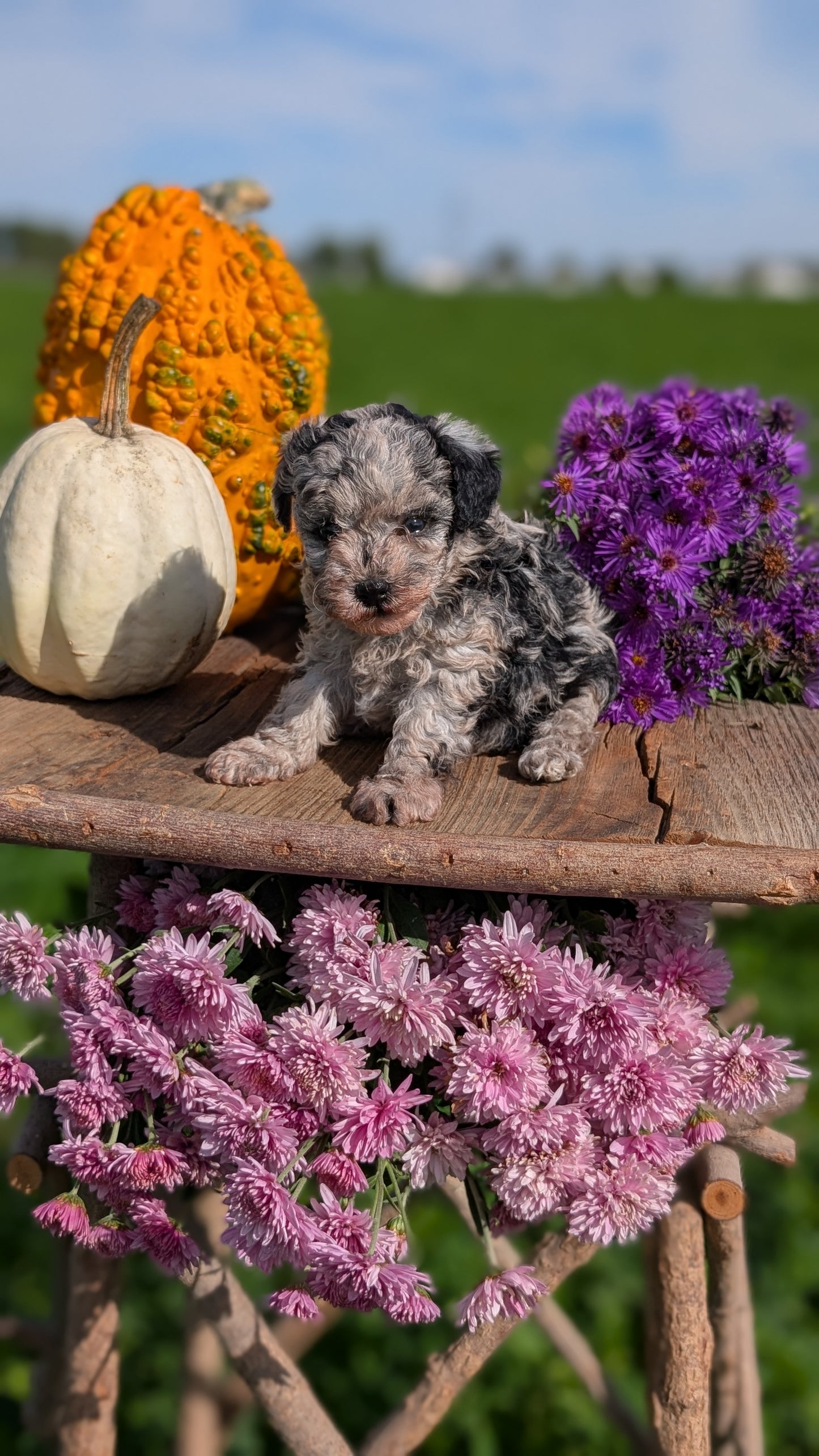 TOY POODLE (08/28) FEMALE