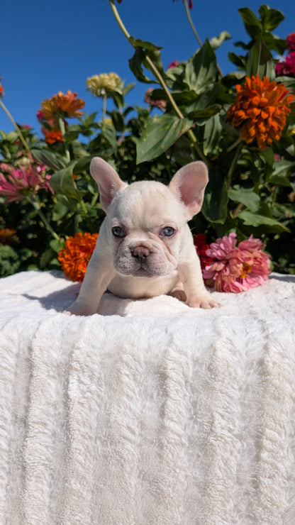 FRENCH BULLDOG (07/08) MALE