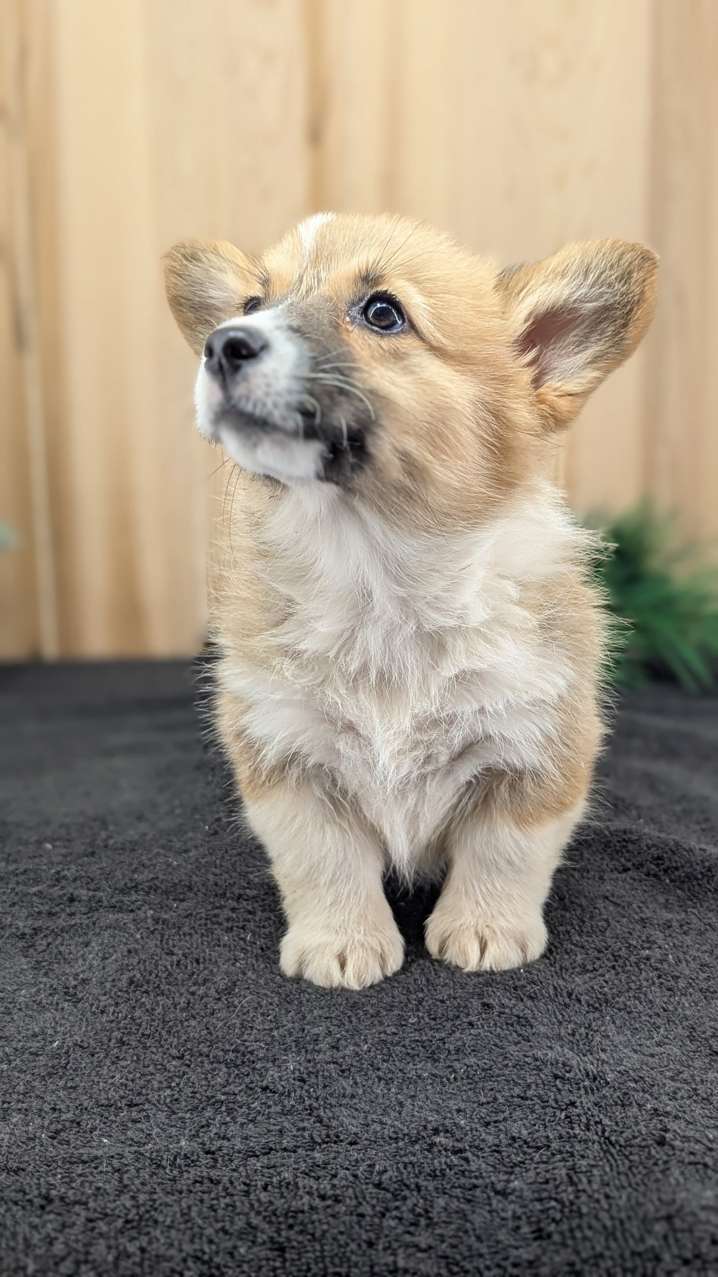 CORGI (09/17) FEMALE