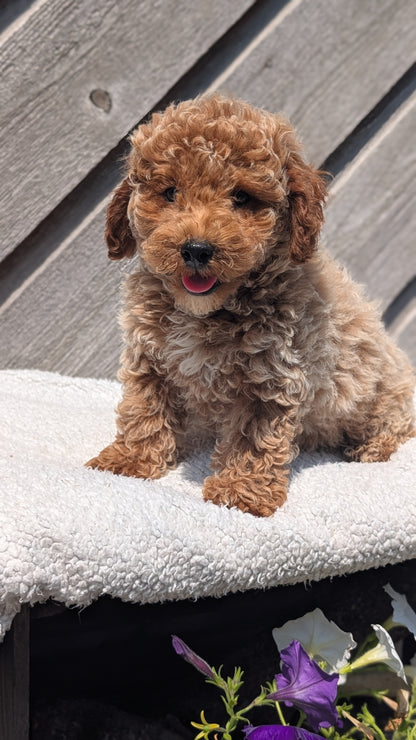 MINI POODLE (MAY 12) MALES