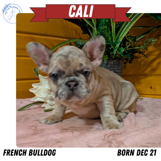 FRENCH BULLDOG (12/22) FEMALE