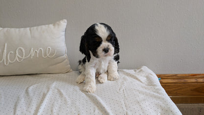 COCKER SPANIEL (02/14) MALE