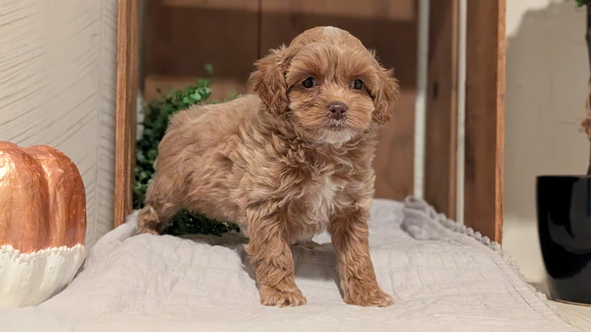 COCKAPOO (AUG 17) 3 FEMALES/1 MALE