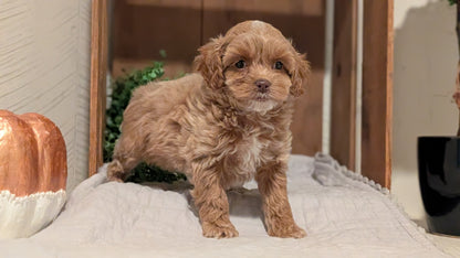COCKAPOO (AUG 17) 3 FEMALES/1 MALE