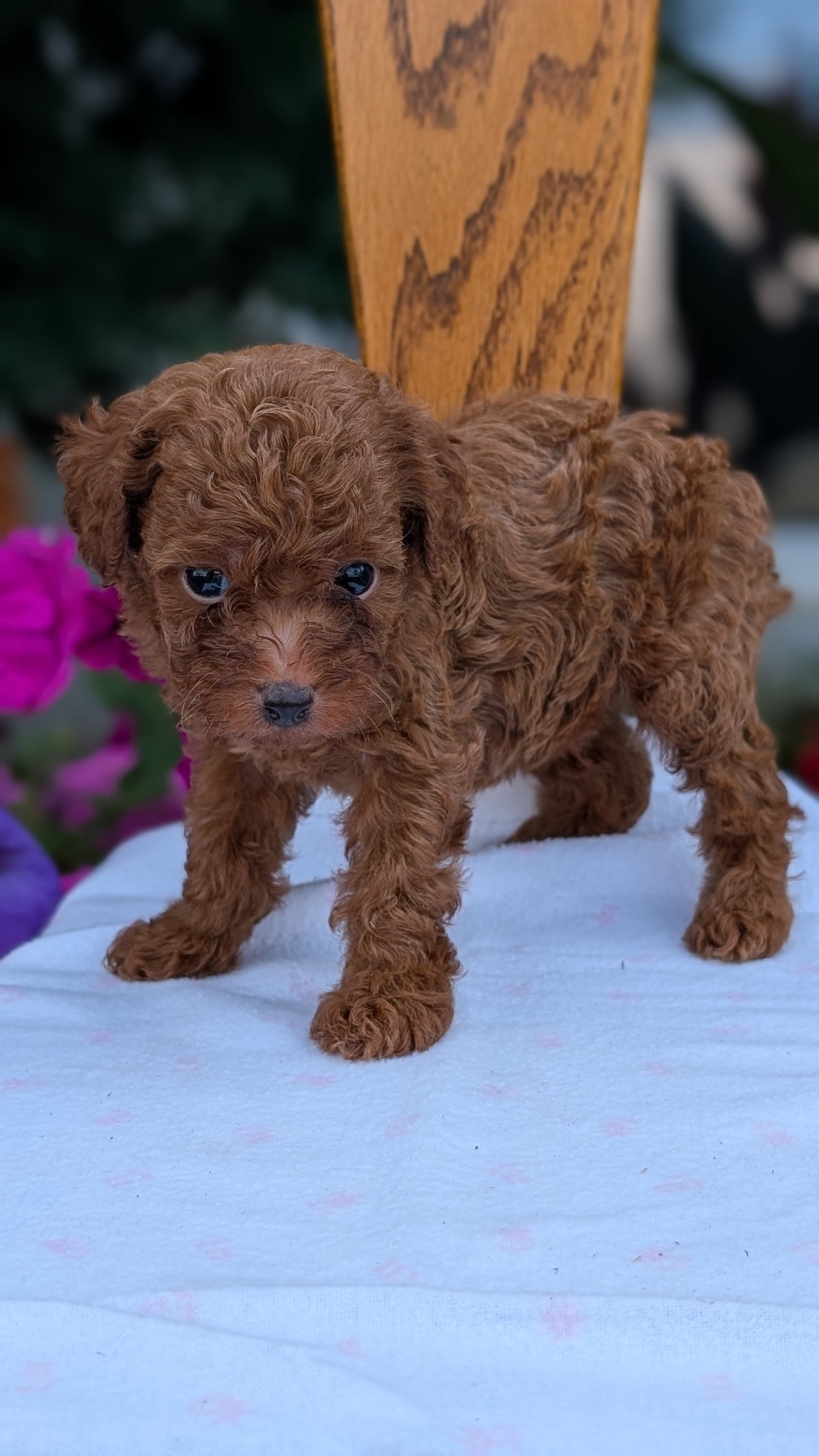 TOY POODLE (JUN 17) MALES