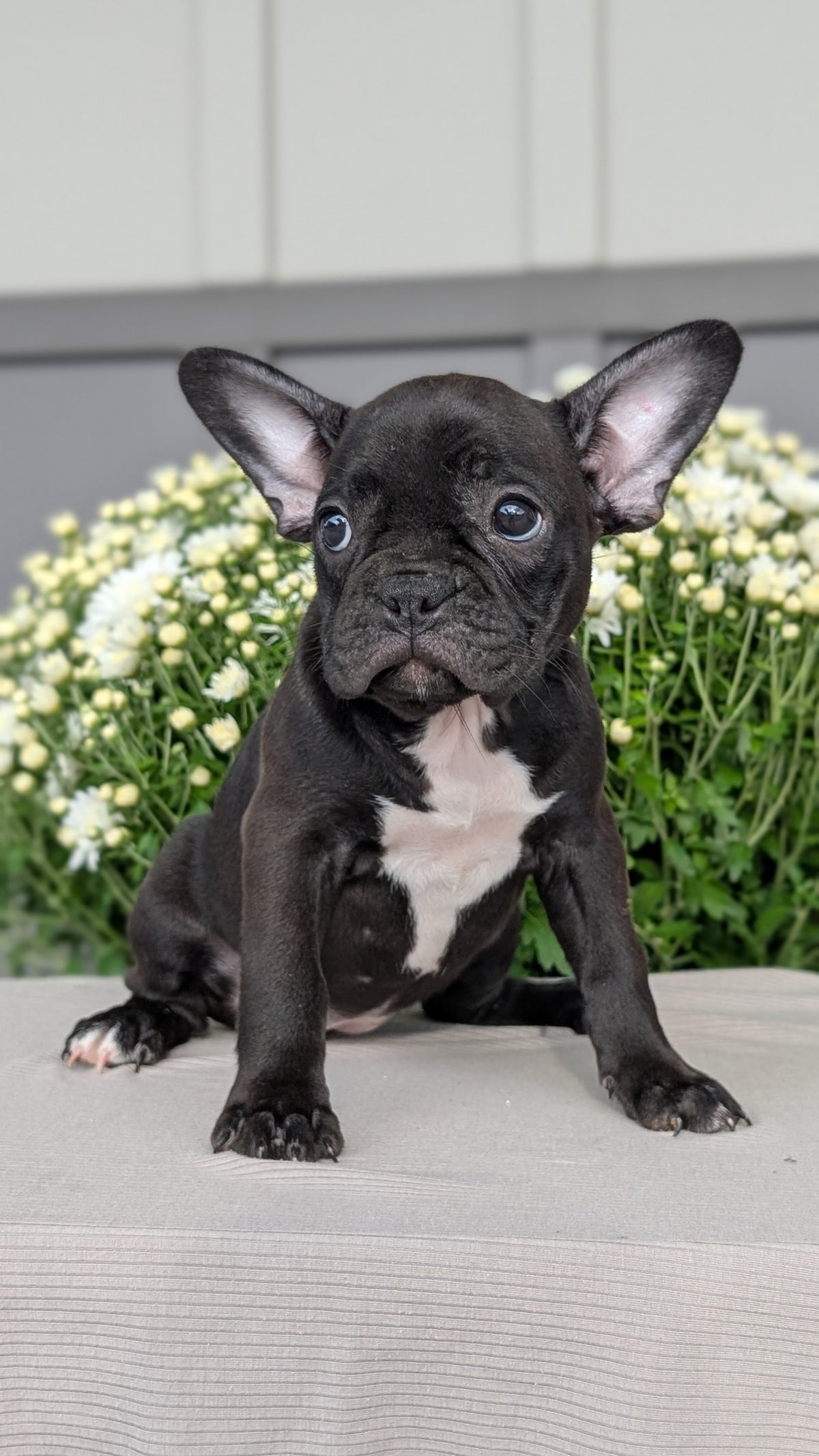 FRENCHTON (JUL 14) 2 MALES/1 FEMALE