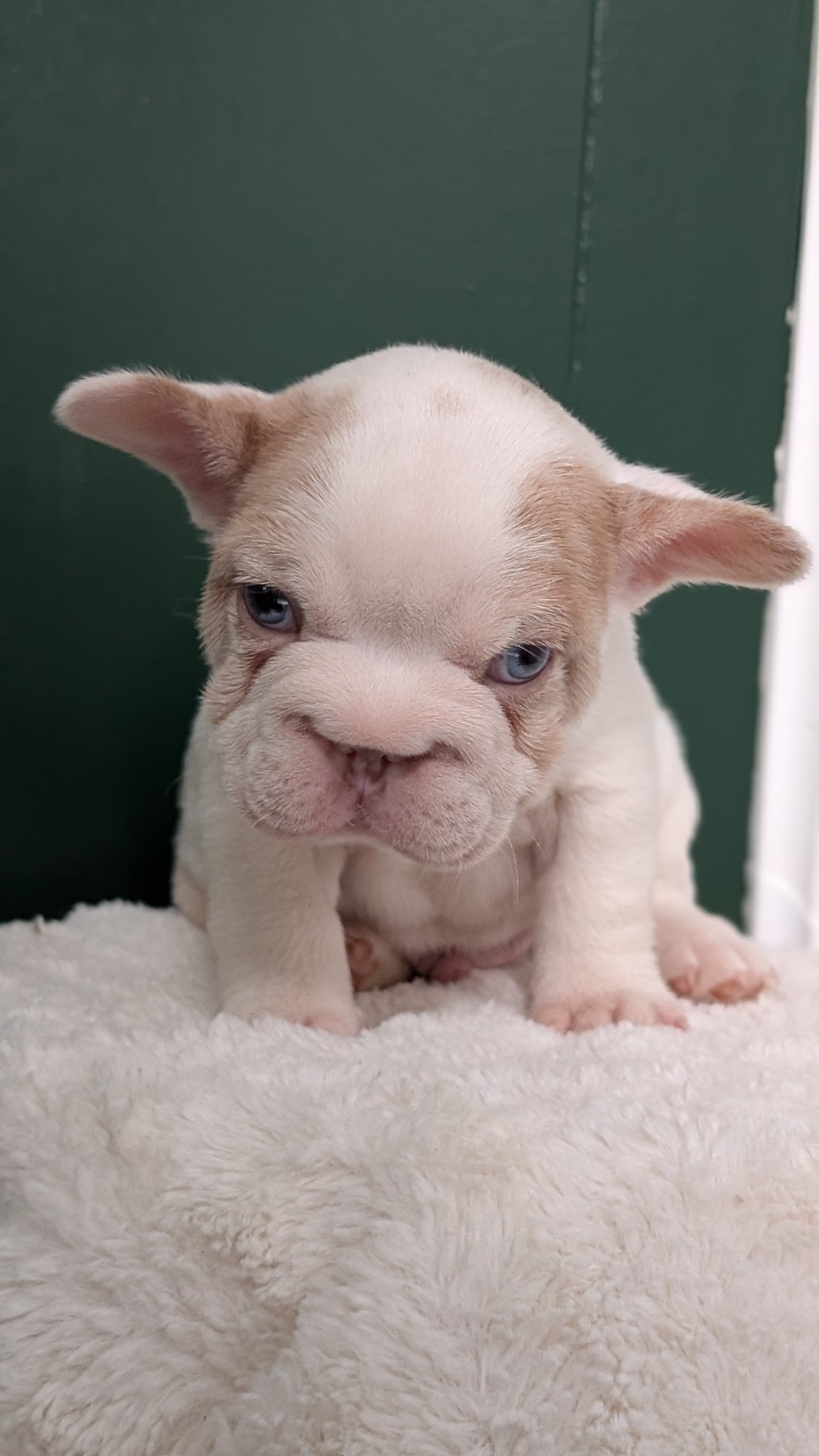 FRENCH BULLDOG (APR 03) MALE