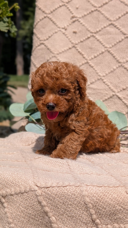 COCKAPOO (05/31) MALE