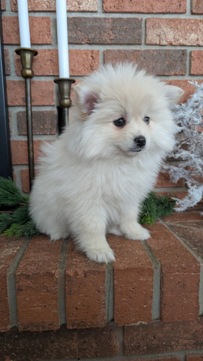 POMSKY (NOV 15) FEMALE