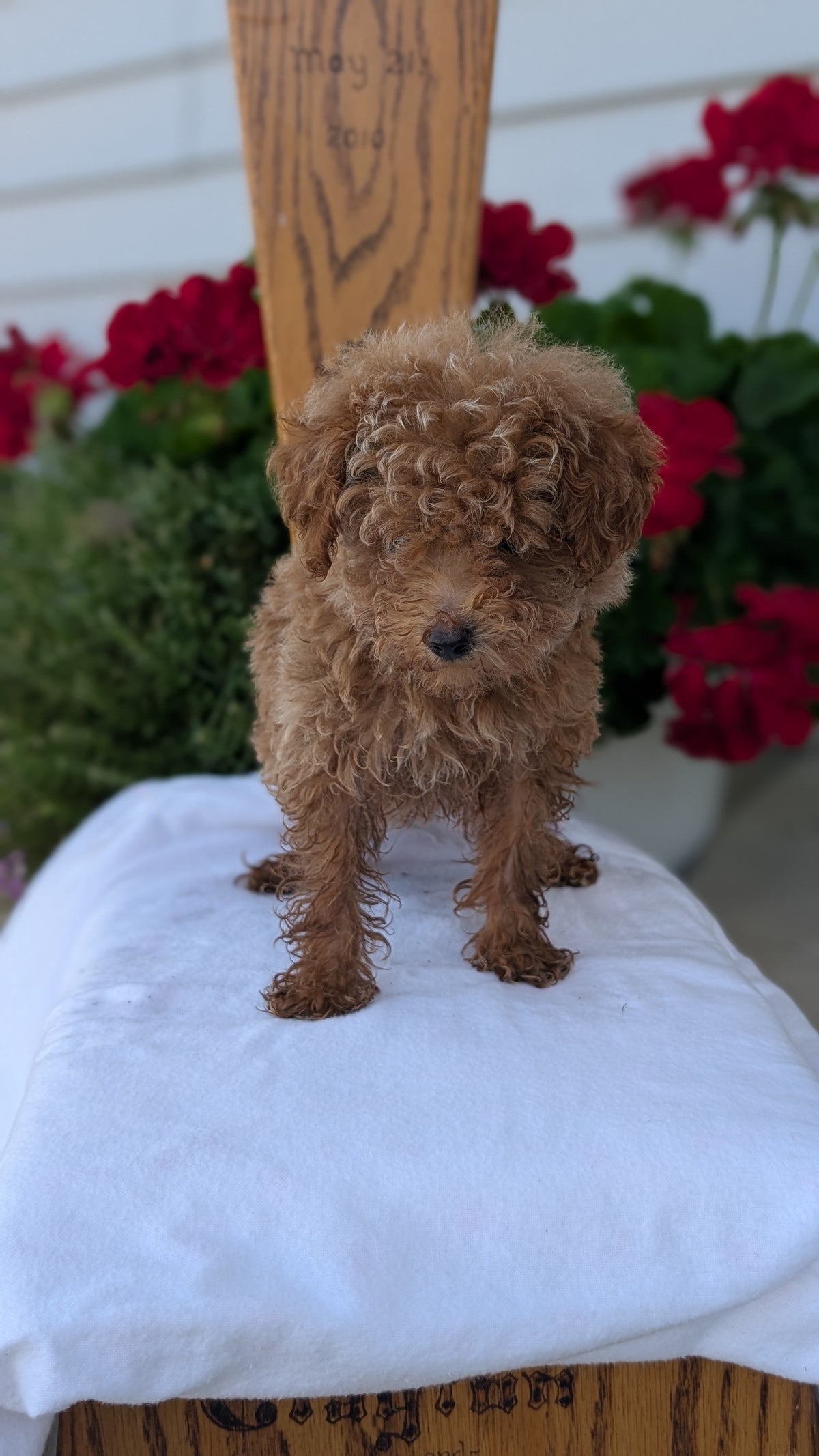 TOY POODLE (JUN 15) MALE