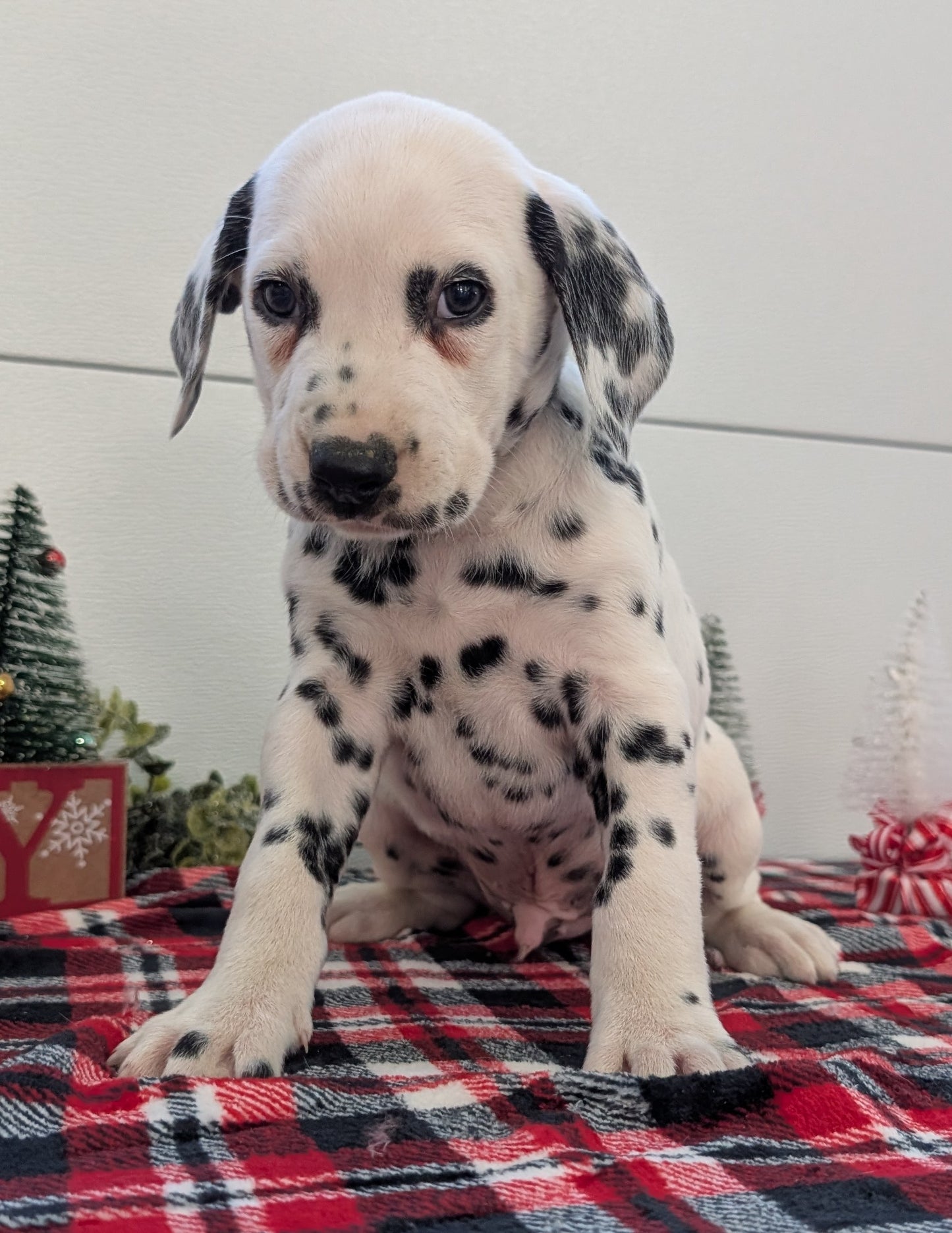 DALMATIAN (OCT 26) MALES