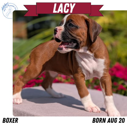 BOXER (08/20) FEMALE