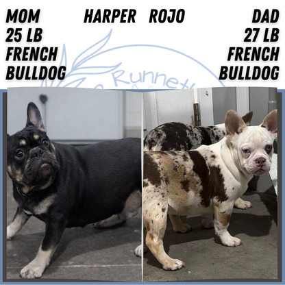 FRENCH BULLDOG (NOV 18) MALE