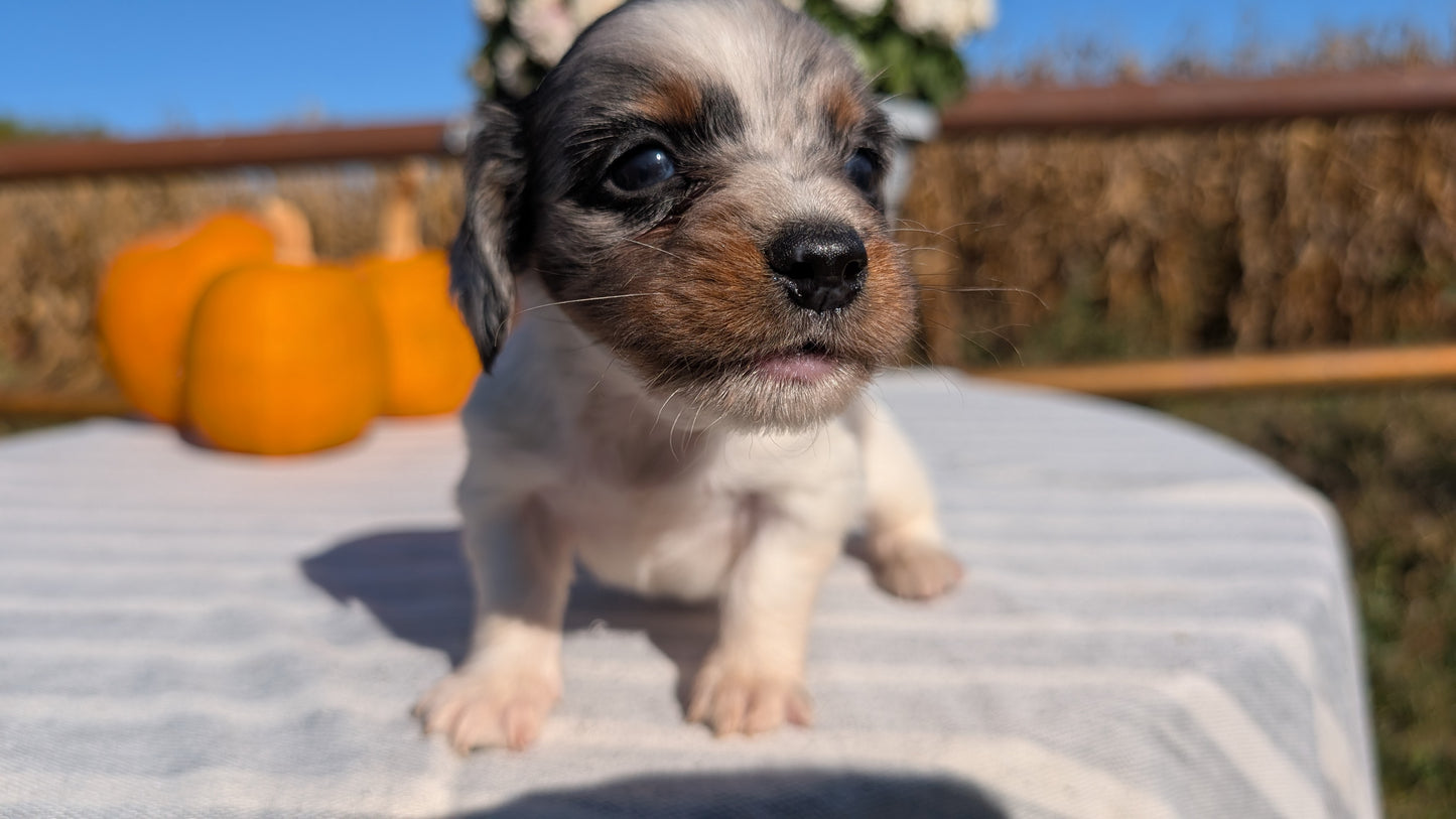 MINI DACHSHUND (09/01) MALE