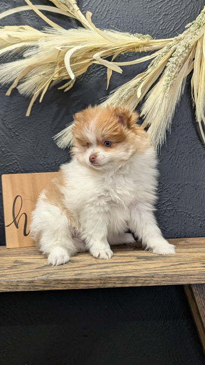 POMERANIAN (NOV 23) MALE