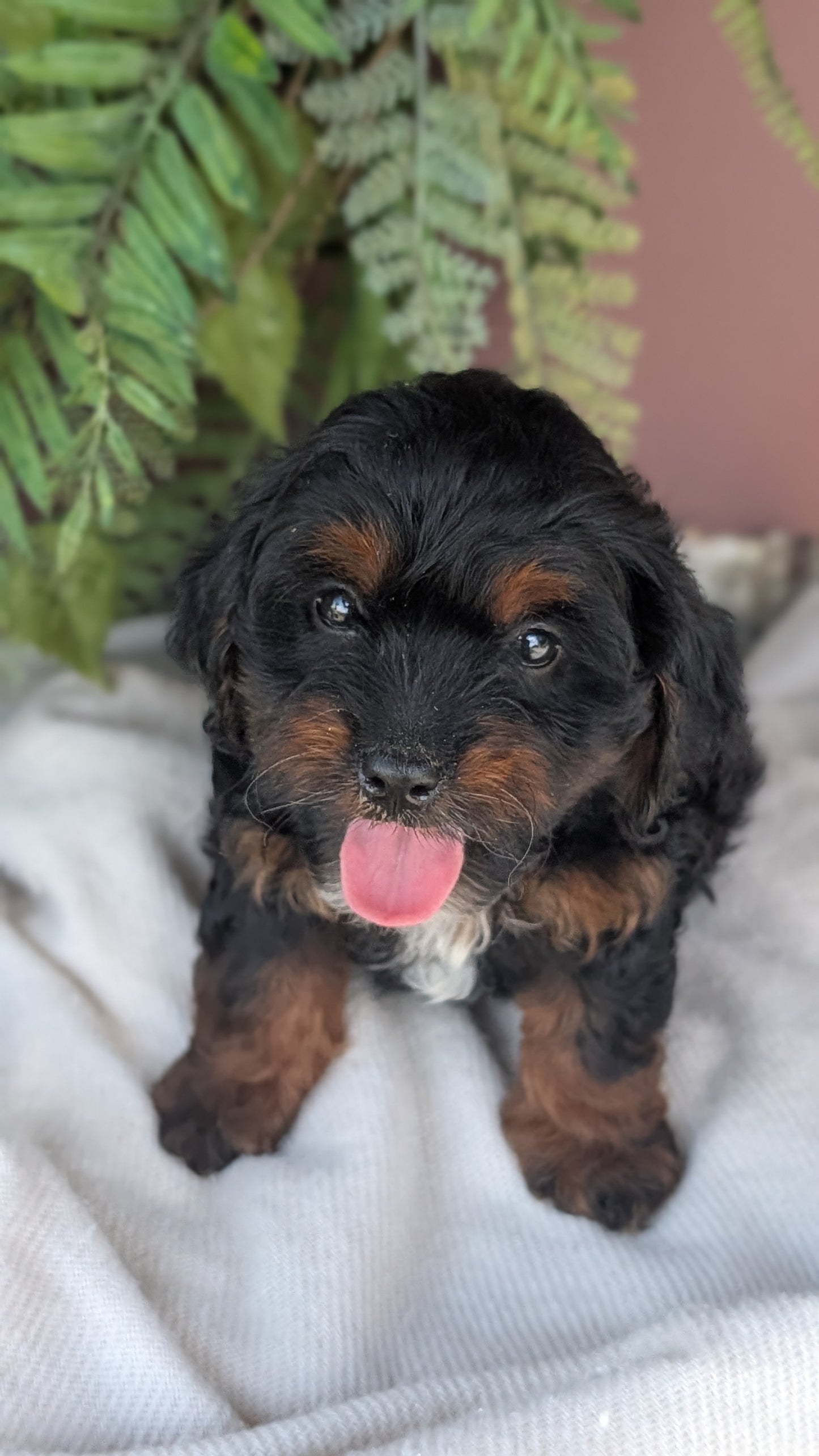 COCKAPOO (MAY 22) FEMALES