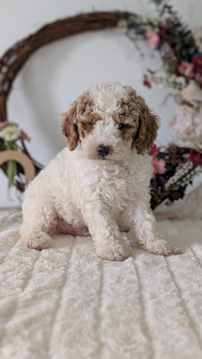 MINI POODLE (JUN 01) MALES