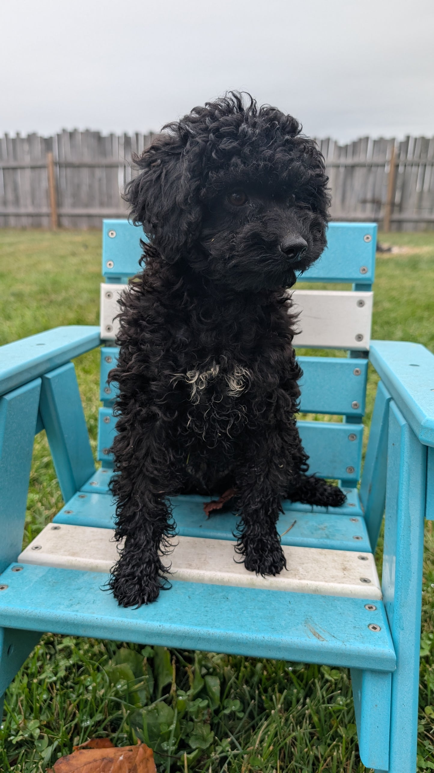 TOY POODLE (07/06) MALE