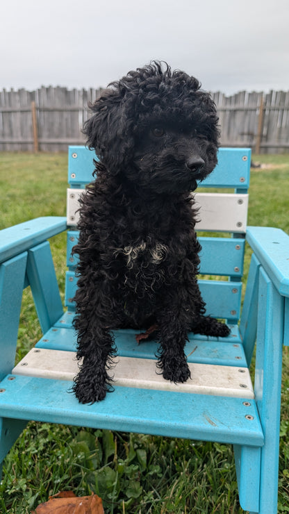 TOY POODLE (07/06) MALE