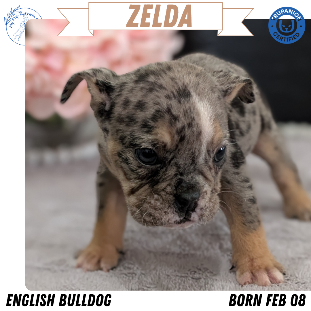 ENGLISH BULLDOG (FEB 09) FEMALES