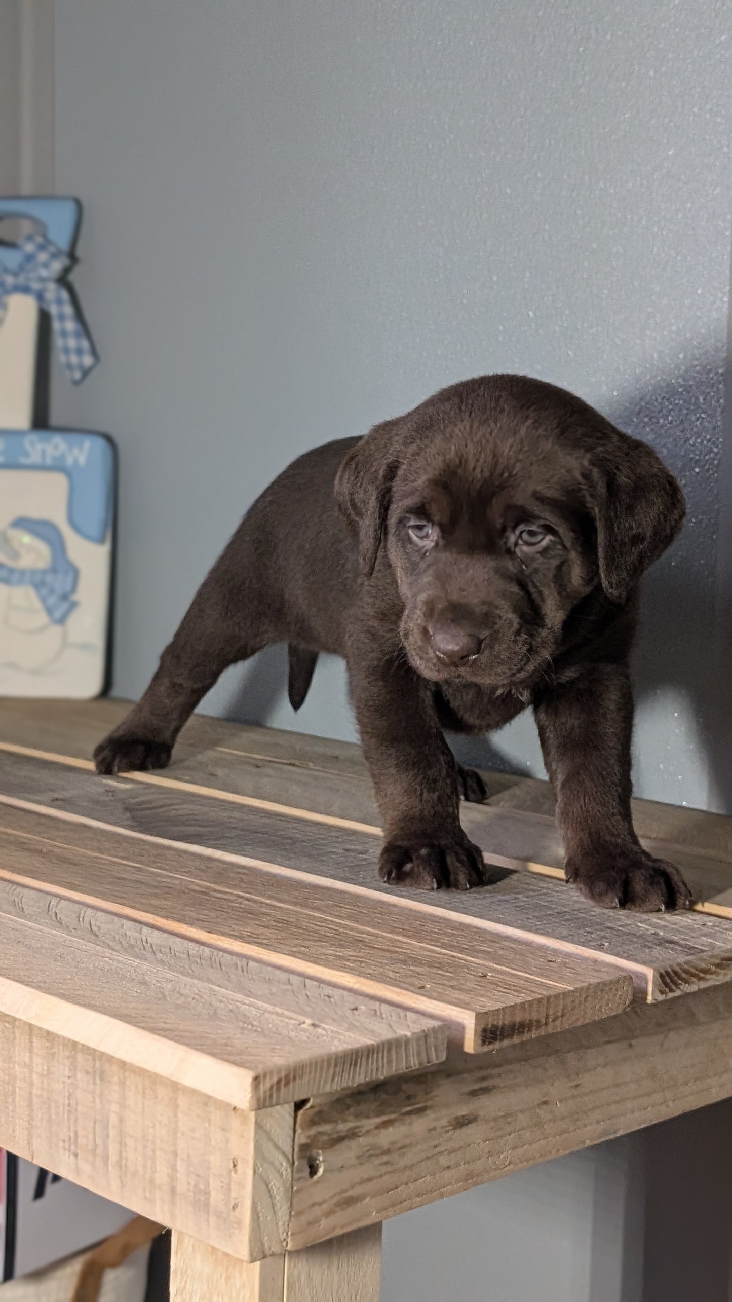 LABRADOR RETRIEVER (JAN 18) FEMALES