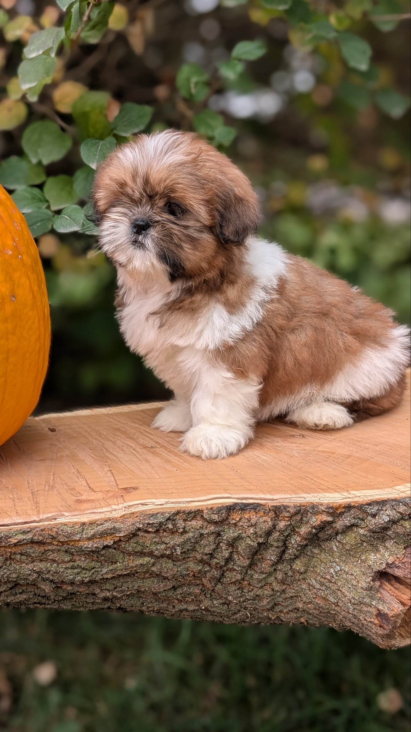 SHIH TZU (08/19) FEMALE