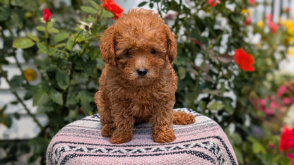 TOY POODLE (05/31) FEMALE