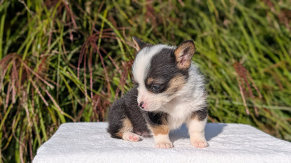 CORGI (AUG 17) 1 FEMALE