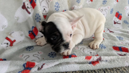 FRENCH BULLDOG (11/01) MALE