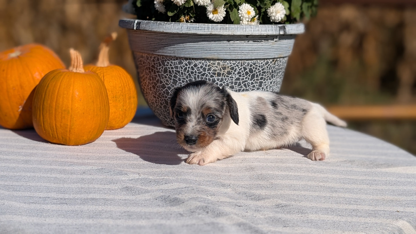 MINI DACHSHUND (09/01) MALE