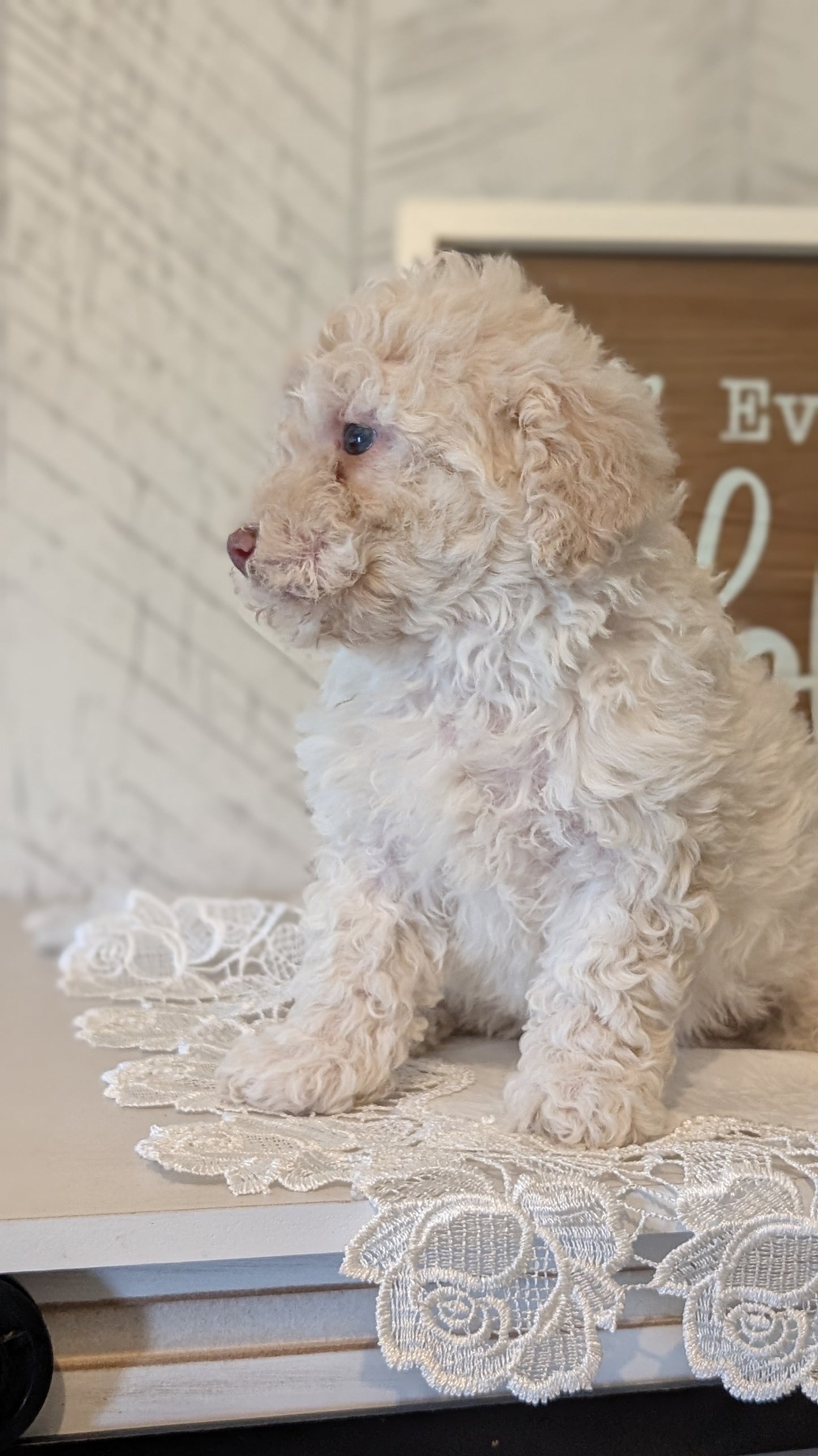 MALTIPOO (APR 05) FEMALES