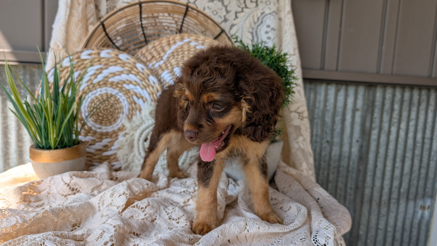 COCKAPOO (06/02) FEMALE