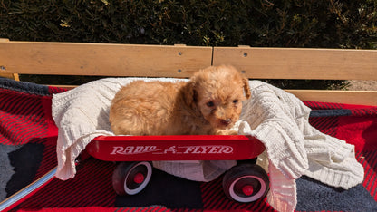 TOY POODLE (01/23) FEMALE