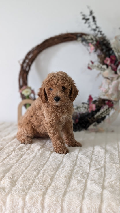 MINI POODLE (JUN 01) MALES