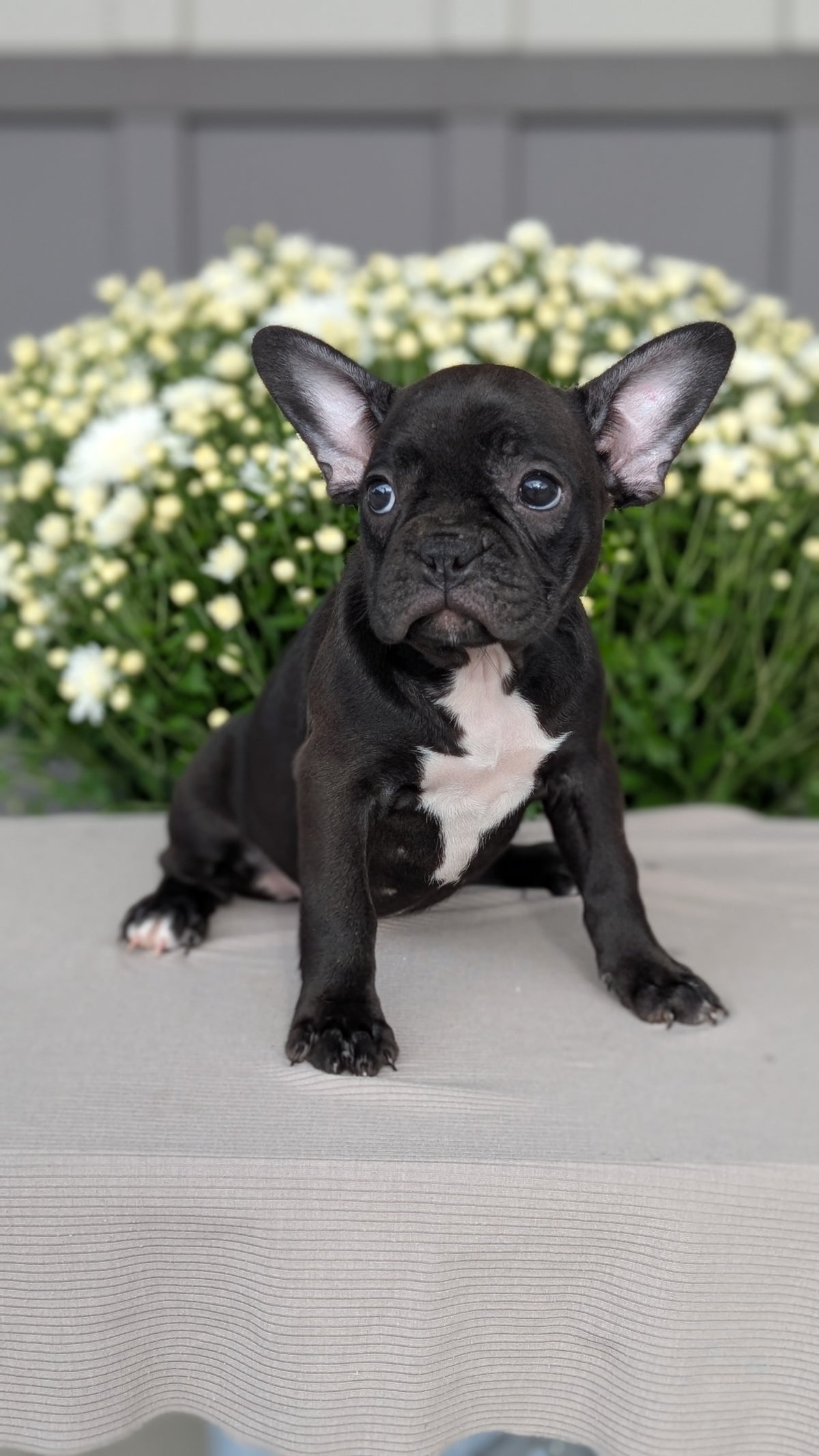 FRENCHTON (JUL 14) 2 MALES/1 FEMALE
