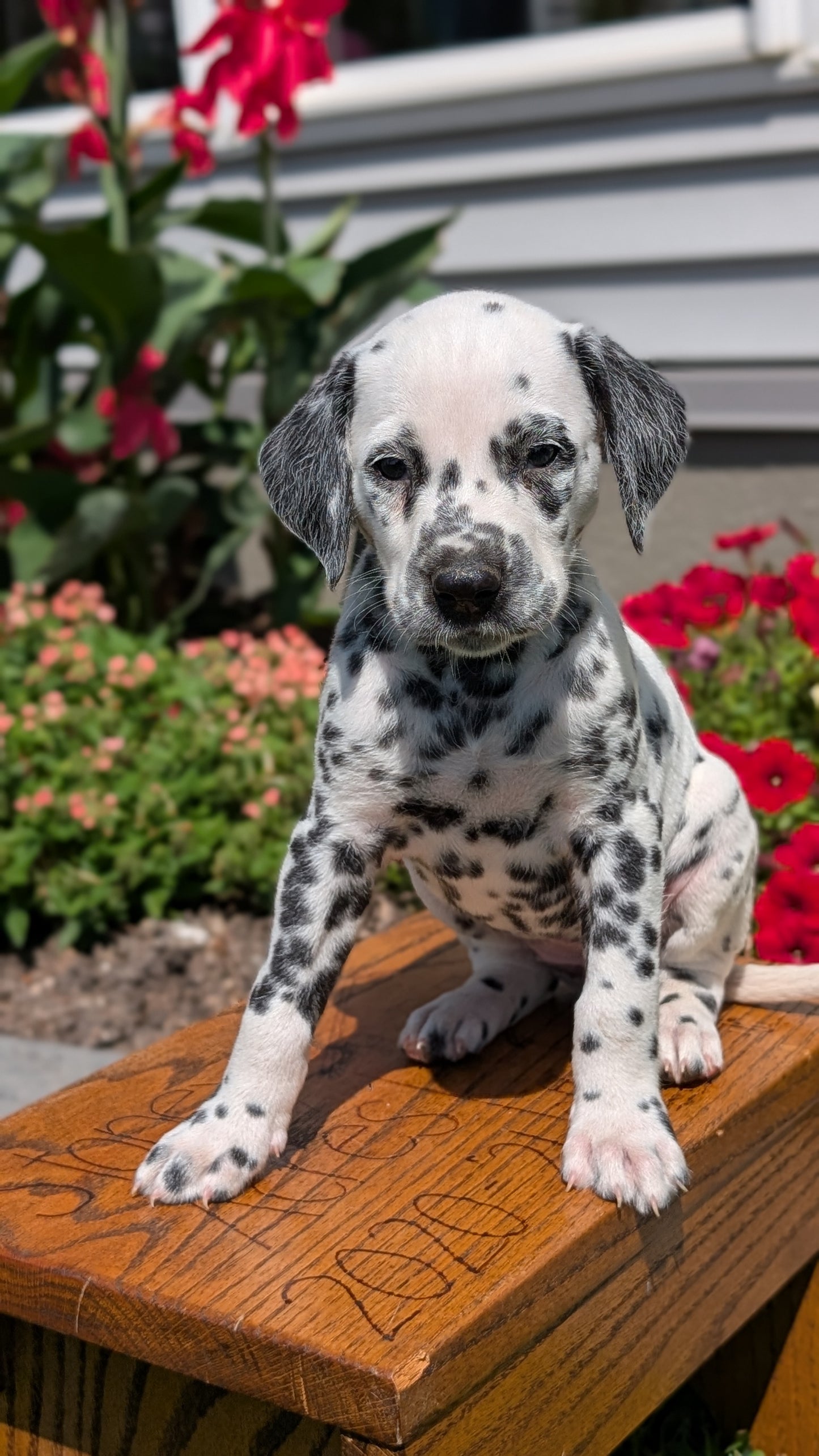 DALMATIAN (JUN 29) FEMALES