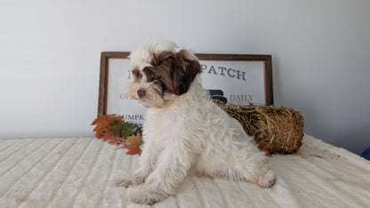 SHIHPOO (07/26) FEMALE