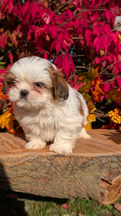 SHIH TZU (09/03) FEMALE
