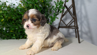 CAVAPOO (02/17) MALE