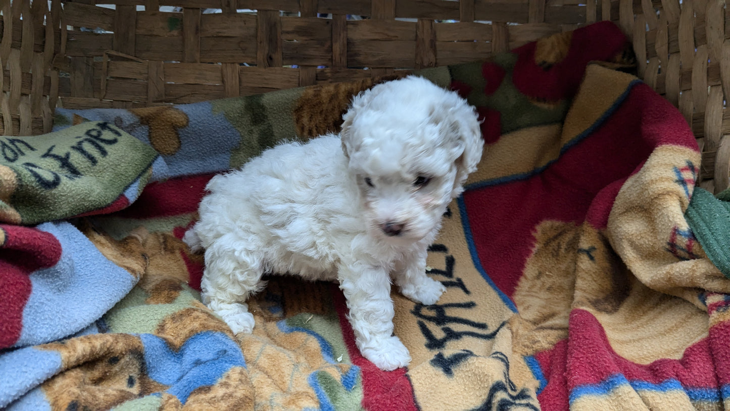 POOCHON (09/30) FEMALE