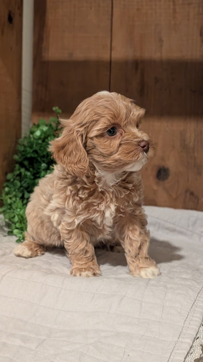 COCKAPOO (AUG 17) 3 FEMALES/1 MALE