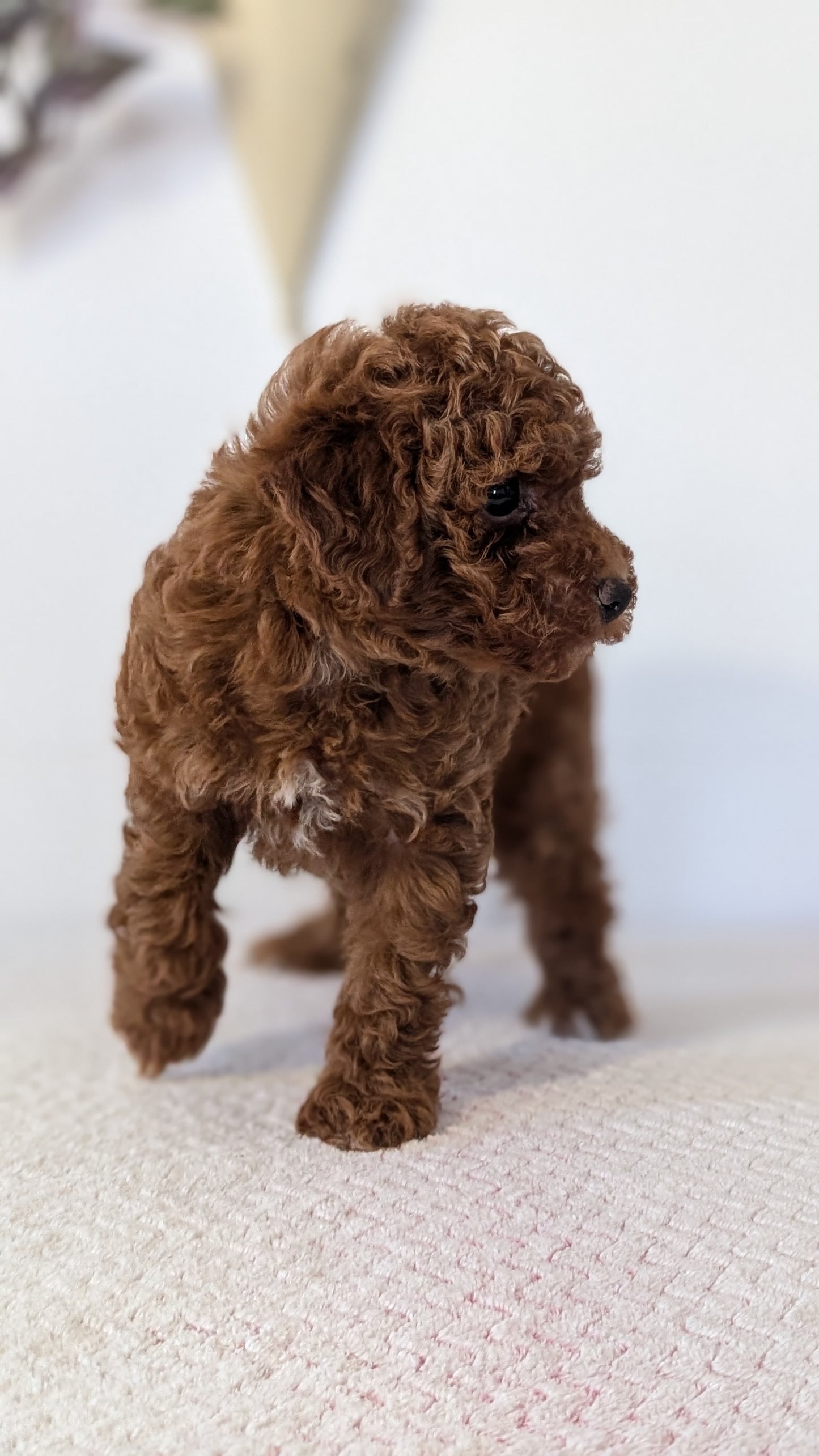 TOY POODLE (DEC 03) FEMALE