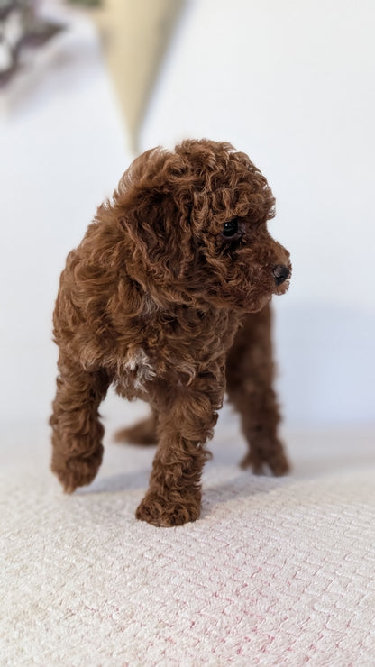 TOY POODLE (DEC 03) FEMALE