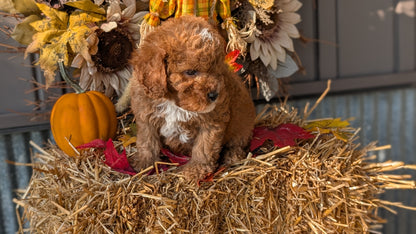 CAVAPOO (07/26) MALE