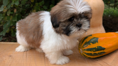 SHIH TZU (08/19) FEMALE