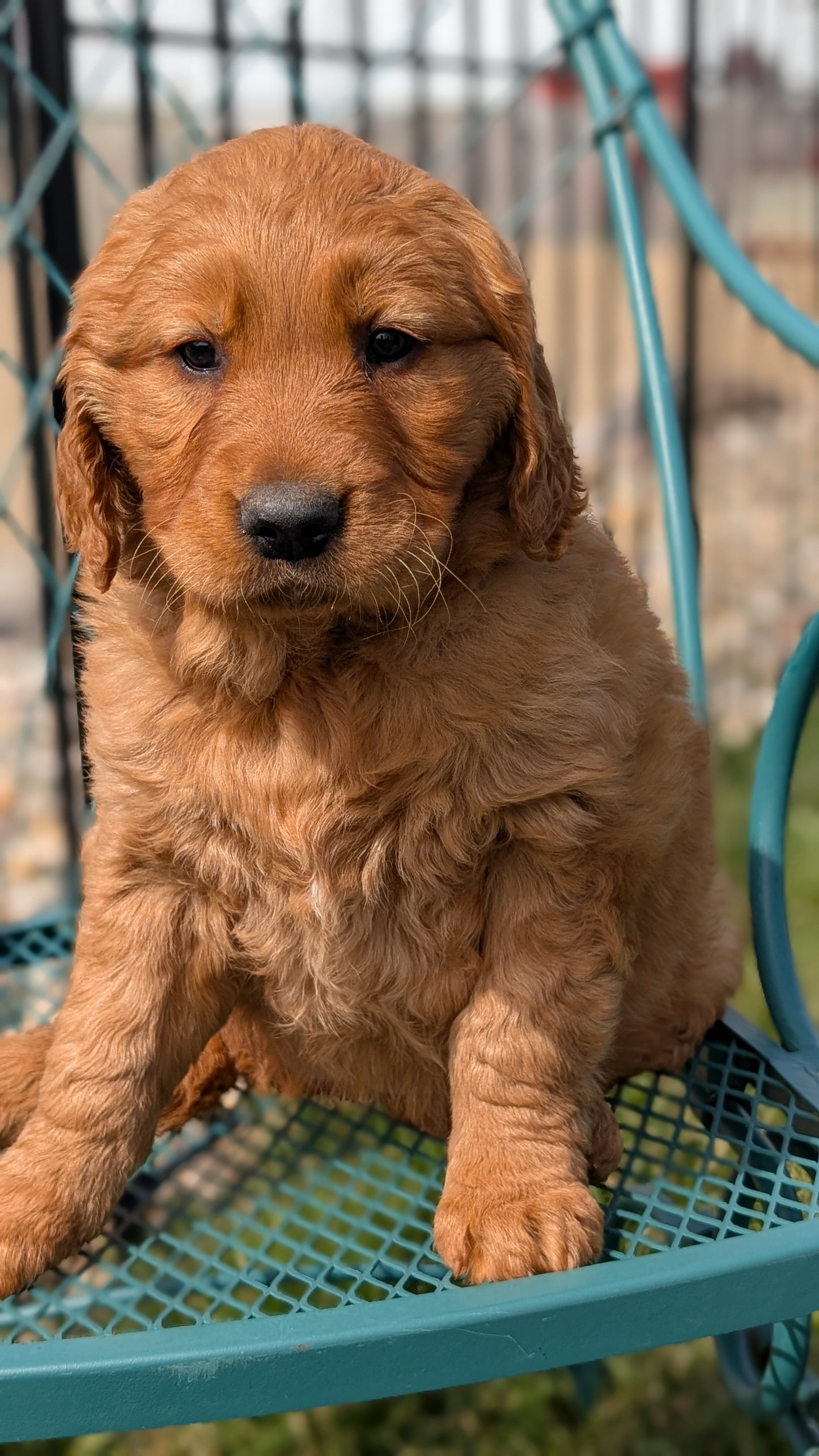 GOLDEN RETRIEVER (FEB 04) FEMALES