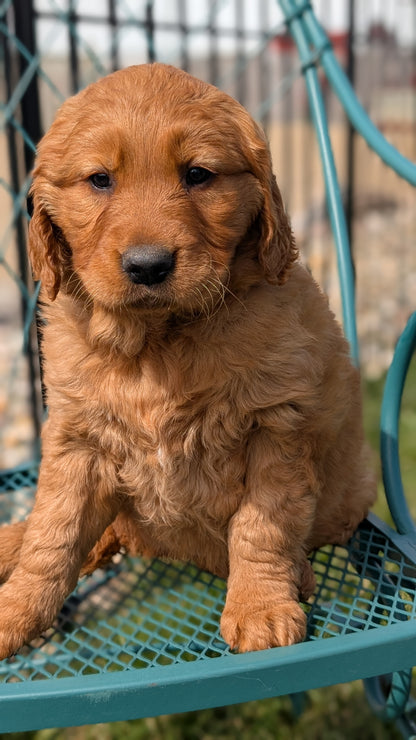 GOLDEN RETRIEVER (FEB 04) FEMALES